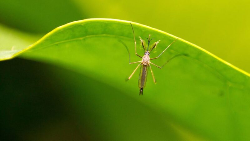 El cambio climático empuja el dengue hacia Europa y Sudamérica