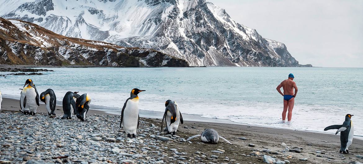 El deshielo antártico expone al pingüino emperador a la extinción