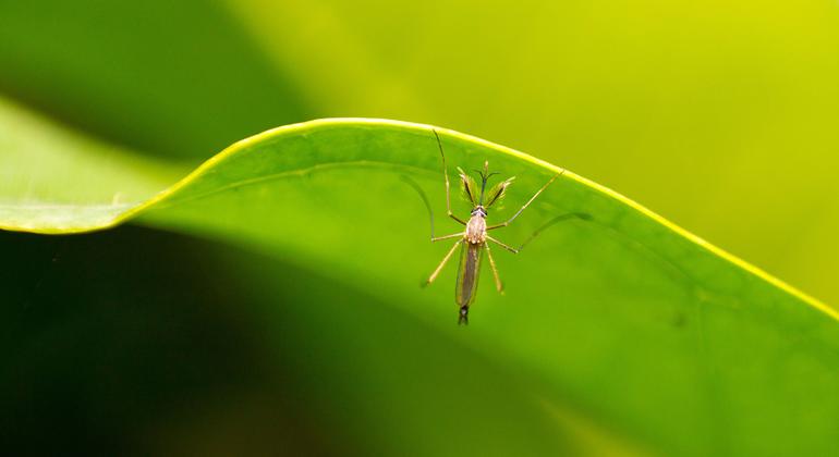 Los casos de dengue en América Latina siguen aumentando