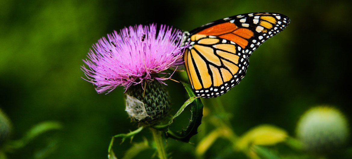 Biodiversidad: ¿Qué es y cómo podemos protegerla?