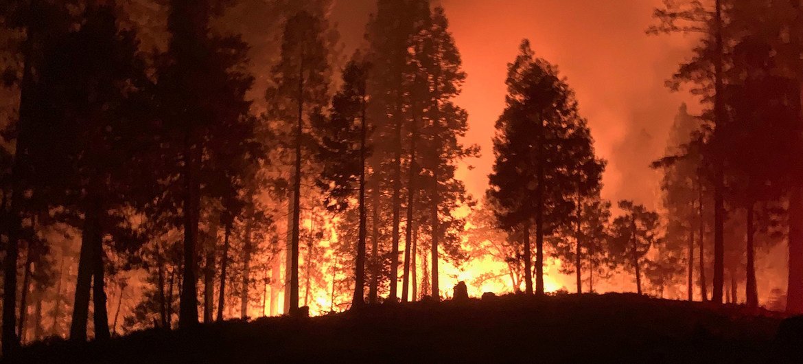 El rol de las comunidades indígenas para controlar los incendios forestales es fundamental