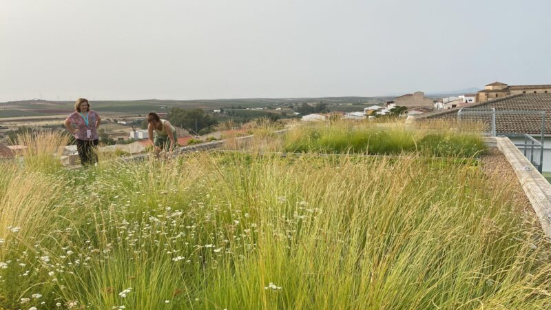 Cubrir de vegetación los colegios para bajar la temperatura en las aulas 6 grados