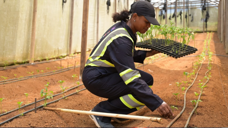 Agricultura inteligente y mayor productividad: Ejemplos de países que lo están implementando