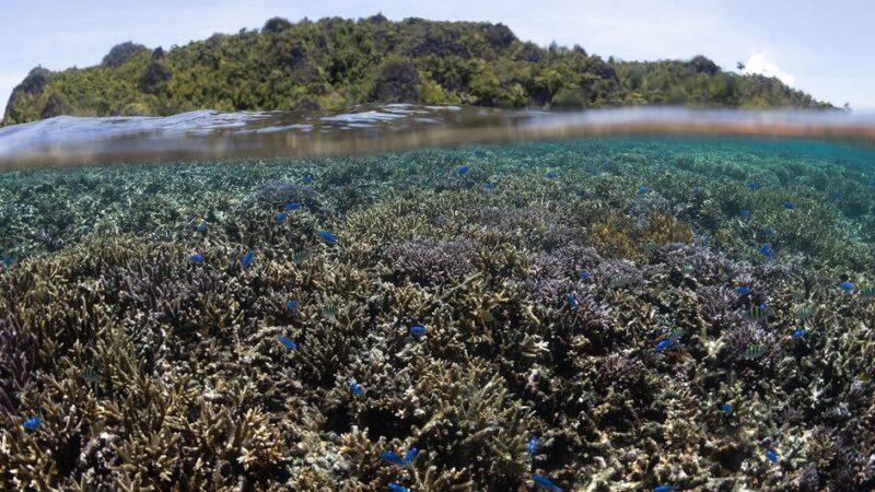 Entra en vigor un tratado internacional histórico para la protección marina
