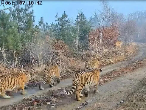 Asombroso: cinco cachorros de tigre captados en video en el noreste de China
