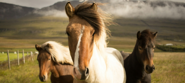 Año Lunar del Caballo: Cuatro lecciones ambientales que podemos aprender de los équidos