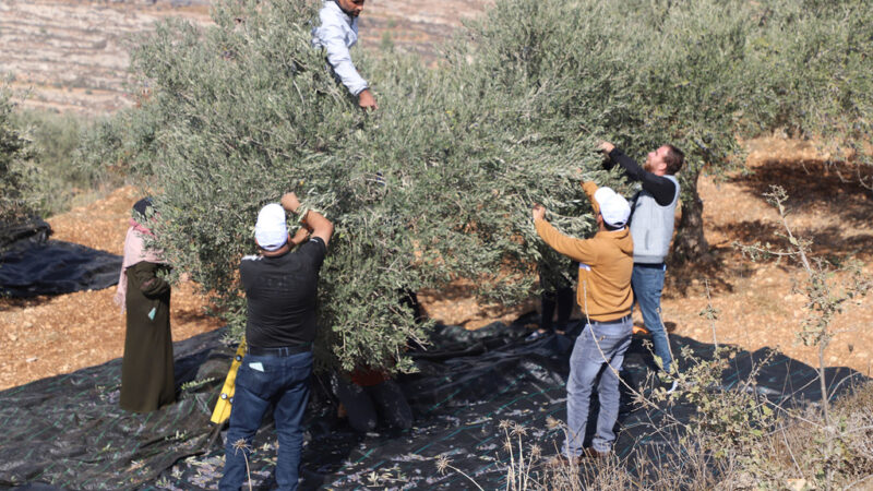 Inseguridad global sobre la propiedad de la tierra