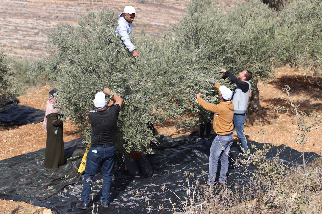 Inseguridad global sobre la propiedad de la tierra