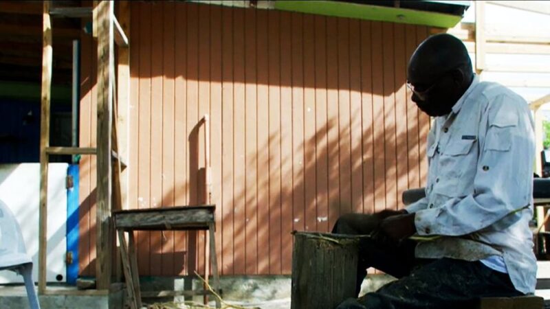 La cascarilla de Bahamas: una planta amarga endulza la vida de una isla olvidada