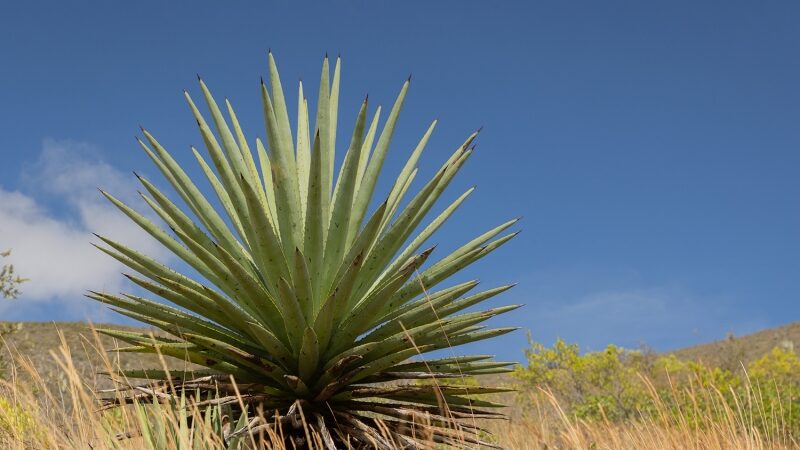 Cómo la agricultura sostenible del agave está revitalizando los bosques secos de Oaxaca