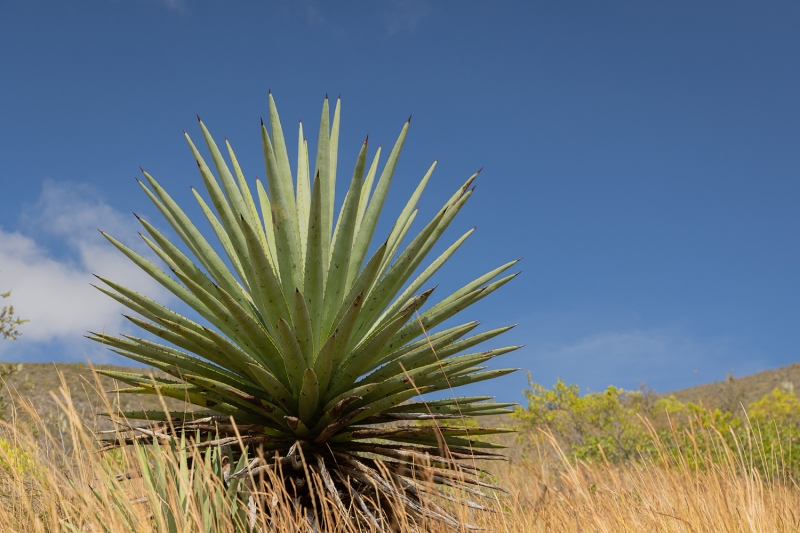 Cómo la agricultura sostenible del agave está revitalizando los bosques secos de Oaxaca