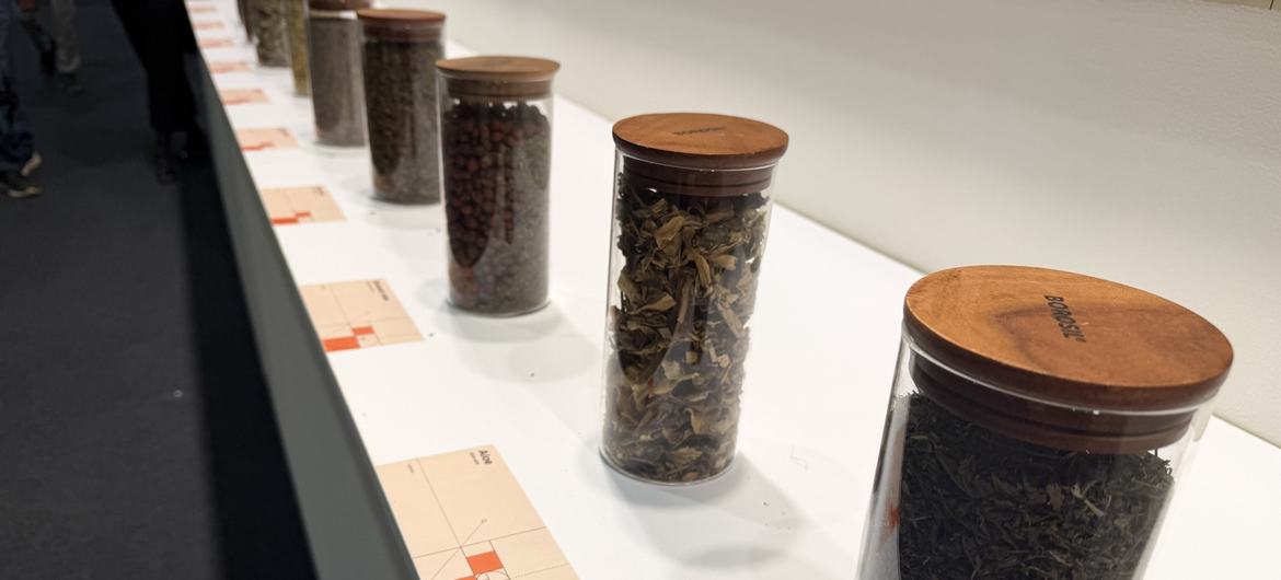 Por qué las plantas medicinales importan en el Día Mundial de la Vida Silvestre