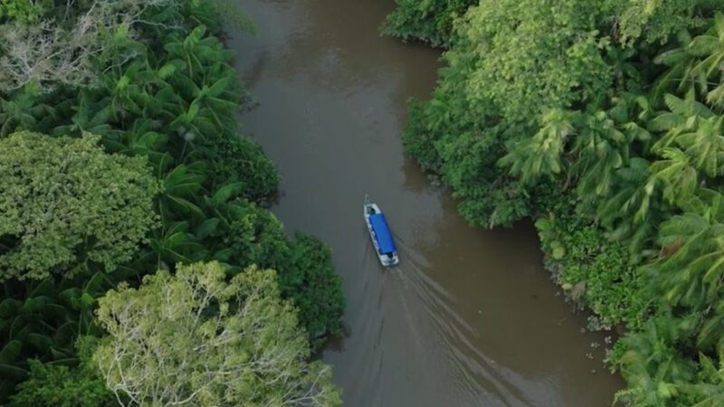 Sudamérica registró la mayor pérdida de bosques del planeta en la última década