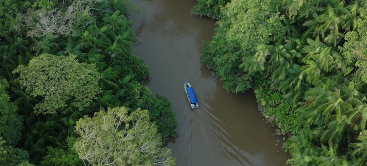 Sudamérica registró la mayor pérdida de bosques del planeta en la última década