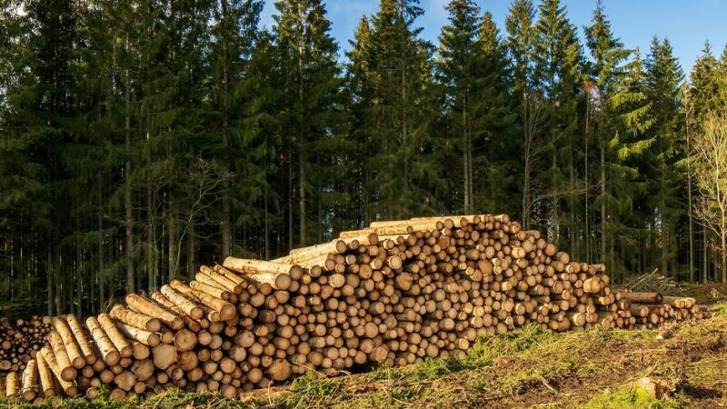 Construcción, energía, carbono: el renacer de la industria forestal como motor de la transición verde en Europa