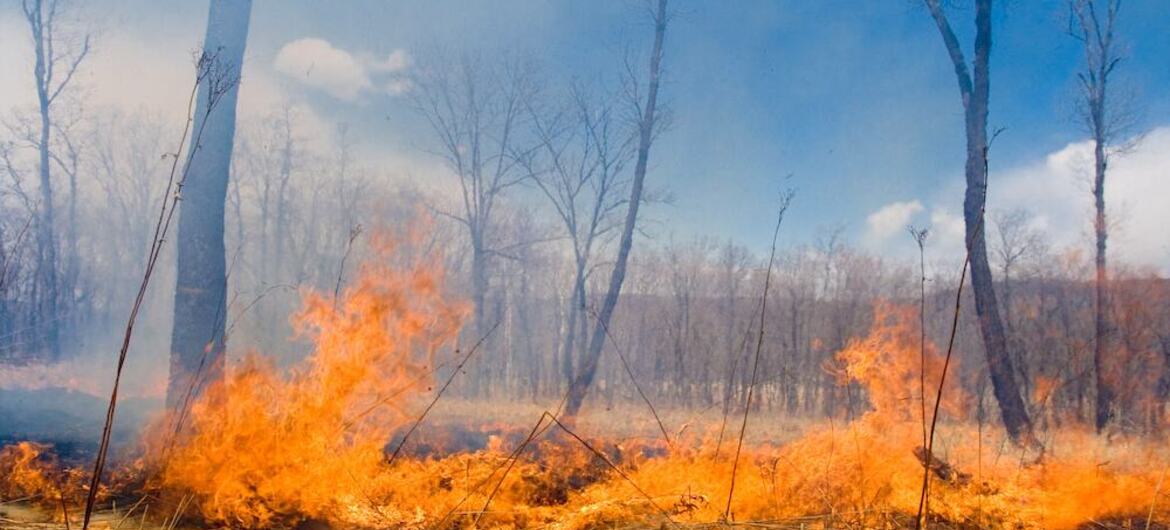 Calidad sobre cantidad: salvar los bosques significa proteger ecosistemas, no solo plantar árboles