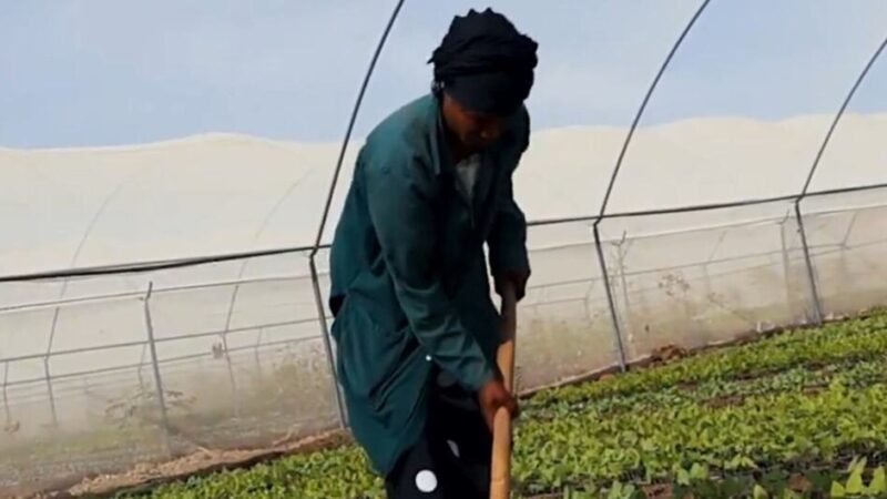 El Niño y las tensiones geopolíticas amenazan los mercados alimentarios mundiales