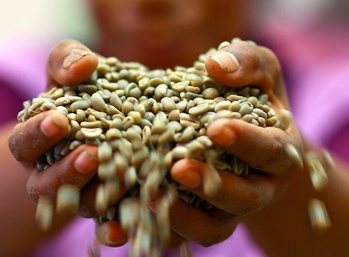 El clima y la producción concentrada disparan la volatilidad de los precios del café, el cacao y el té