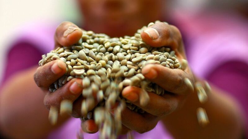 El clima y la producción concentrada disparan la volatilidad de los precios del café, el cacao y el té
